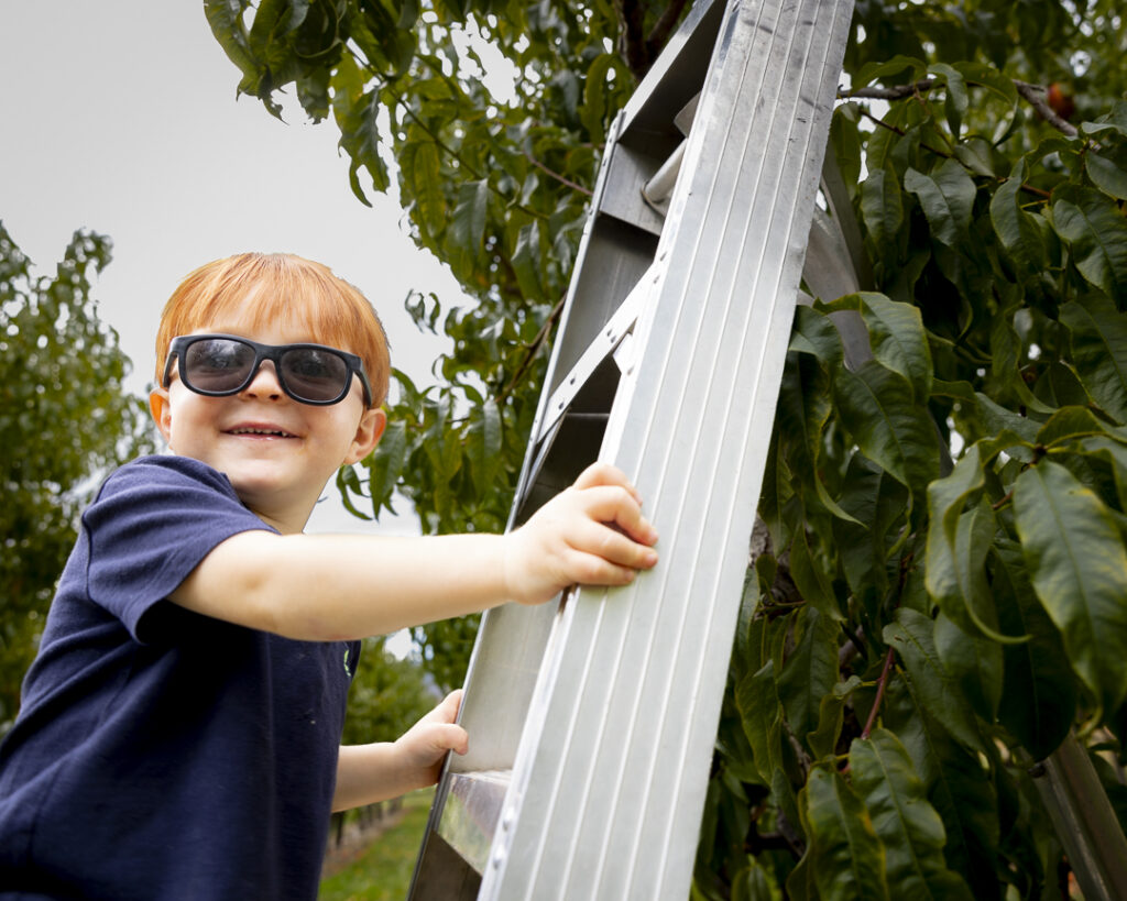 Apple picking in Paonia CO at the Black Bridge Winery