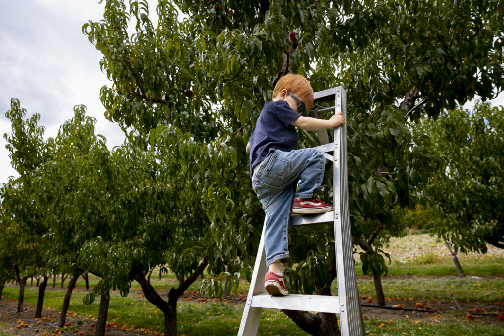 Apple picking in Paonia CO at the Black Bridge Winery