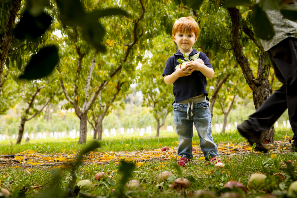 Apple picking in Paonia CO at the Black Bridge Winery