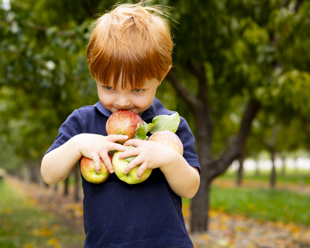 Apple picking in Paonia CO at the Black Bridge Winery