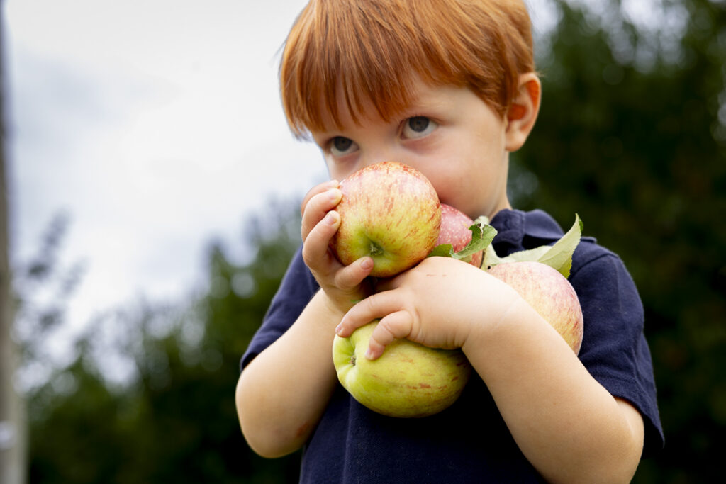 Apple picking in Paonia CO at the Black Bridge Winery