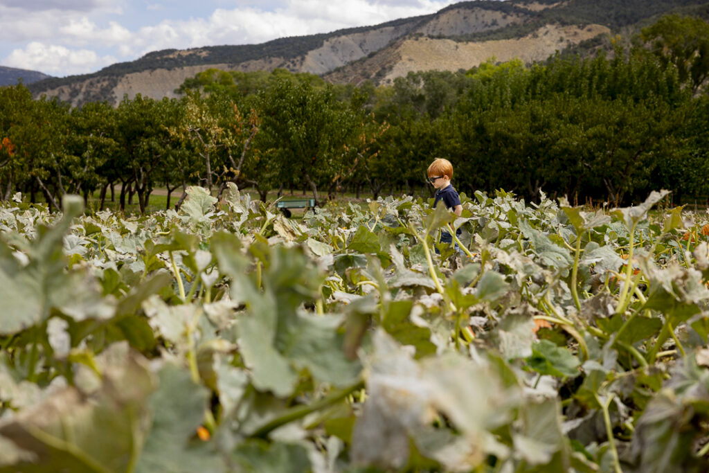 Apple picking in Paonia CO at the Black Bridge Winery