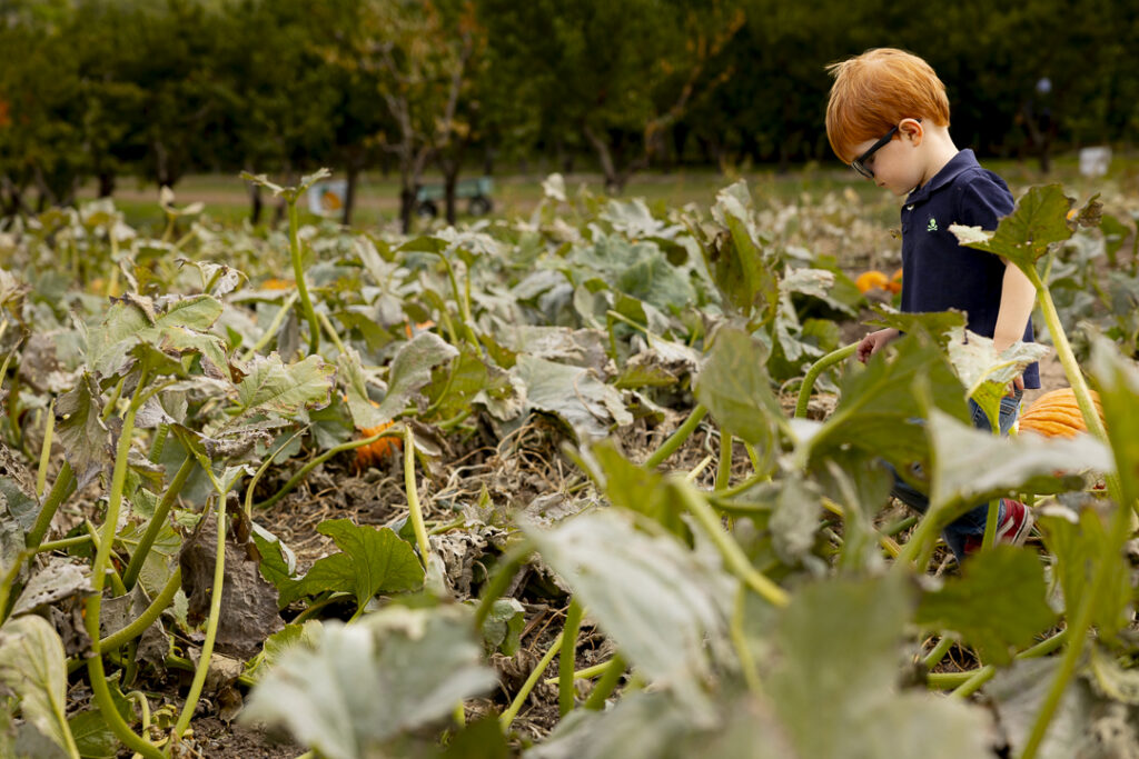 Apple picking in Paonia CO at the Black Bridge Winery