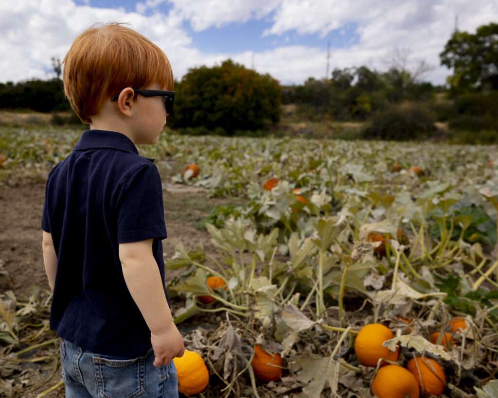 Apple picking in Paonia CO at the Black Bridge Winery