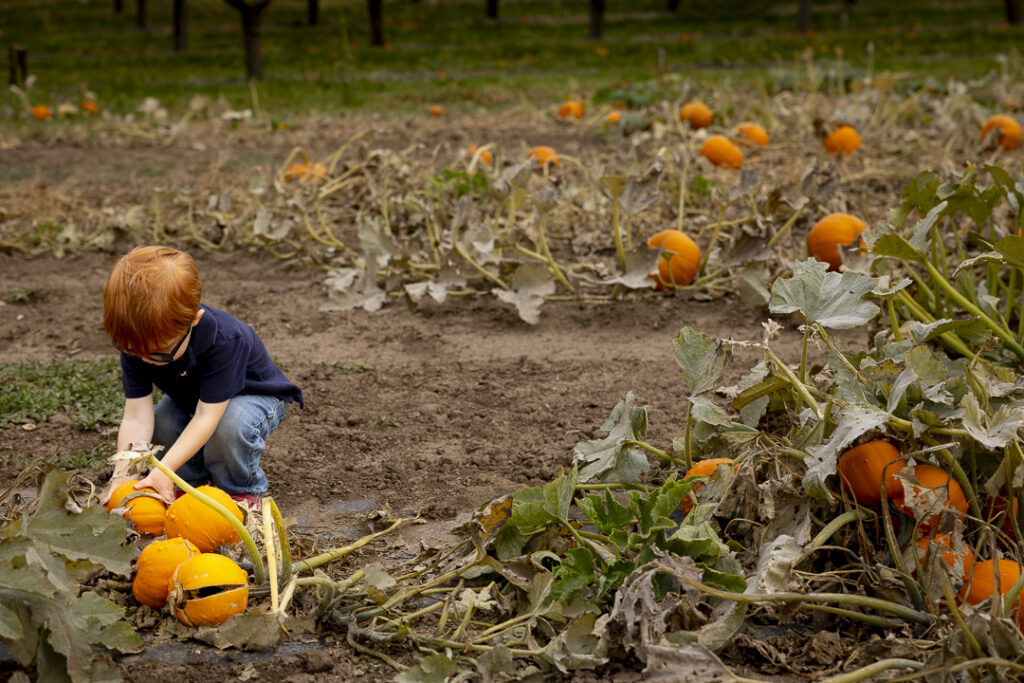 Apple picking in Paonia CO at the Black Bridge Winery