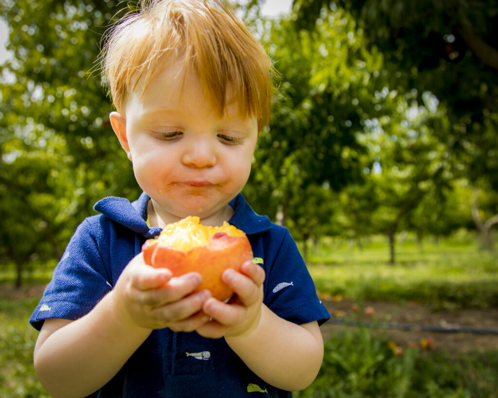Peach picking in Paonia CO