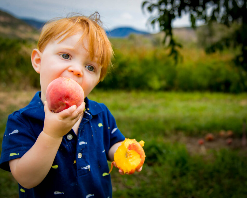 Peach picking in Paonia CO