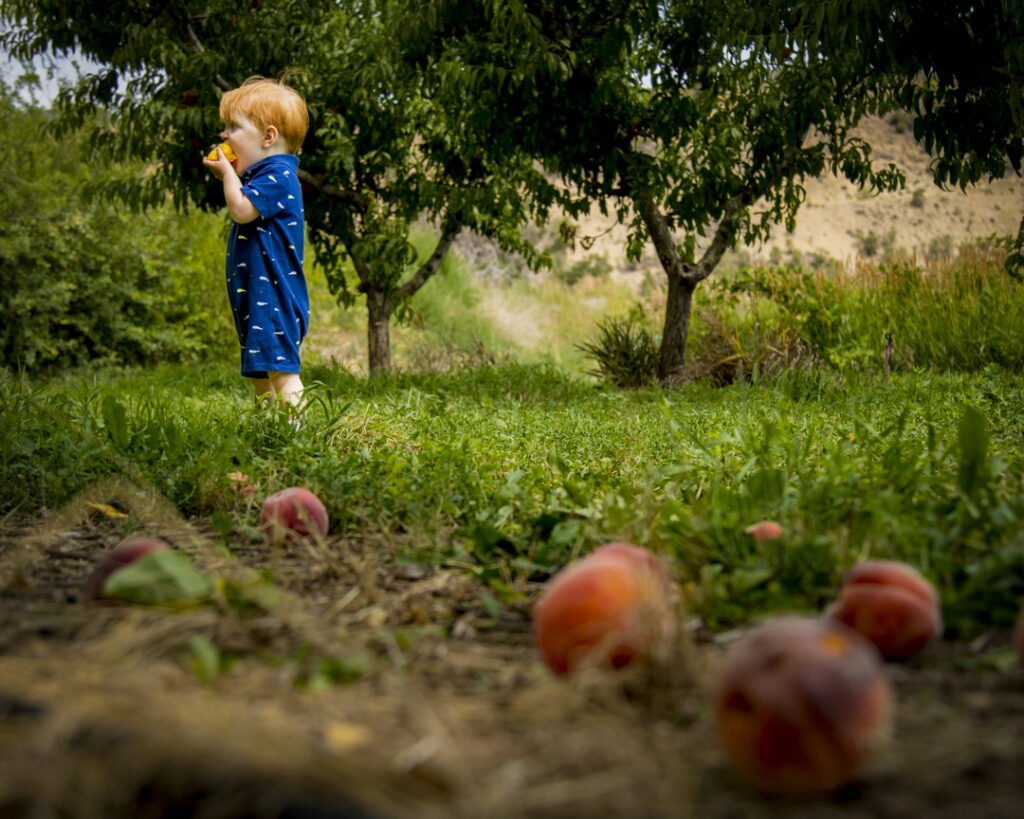 Peach picking in Paonia CO