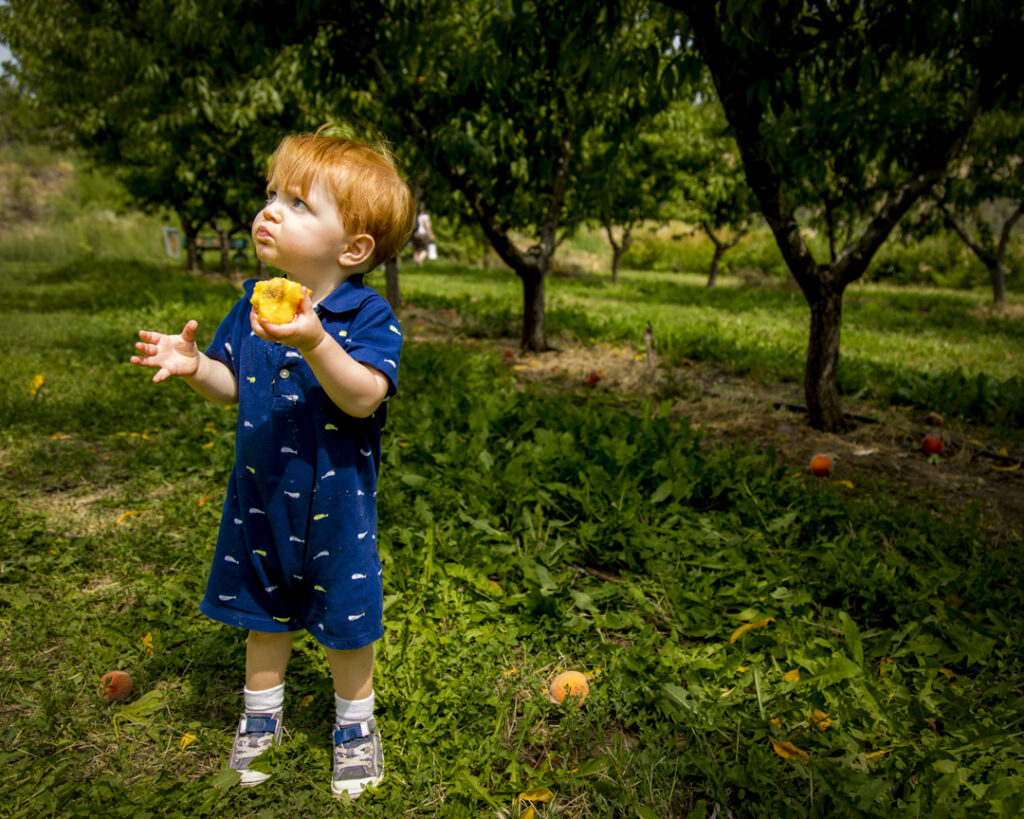 Peach picking in Paonia CO