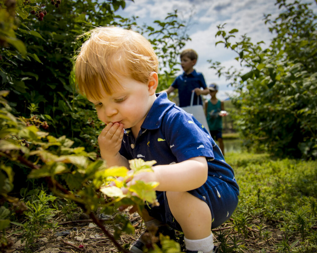 Peach picking in Paonia CO